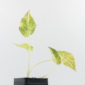 Alocasia 'Regal Shields' Aurea Variegated (wk36-L231)