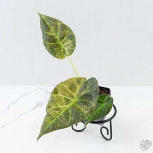 Alocasia 'Regal Shields' aurea variegated (wk26-E)