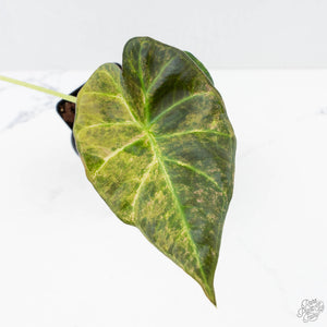 Alocasia 'Regal Shields' aurea variegated (wk26-E)