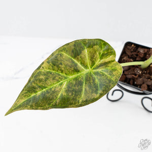 Alocasia 'Regal Shields' aurea variegated (wk26-E)