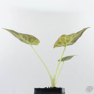 Alocasia 'Regal Shields' aurea variegated (wk26-E)