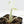 Alocasia 'Regal Shields' albo variegated (wk24-D)