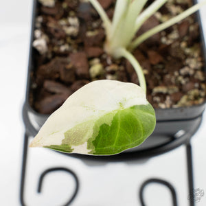 Alocasia 'Regal Shields' albo variegated (wk24-D)