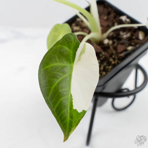 Alocasia 'Regal Shields' albo variegated (wk24-D)