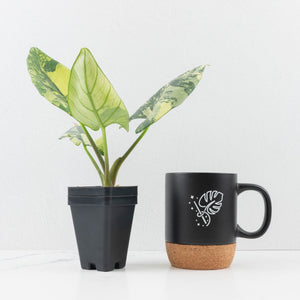 Alocasia Reginae Variegated (wk30-UM)