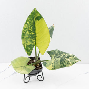 Alocasia Reginae Variegated (wk30-UM)