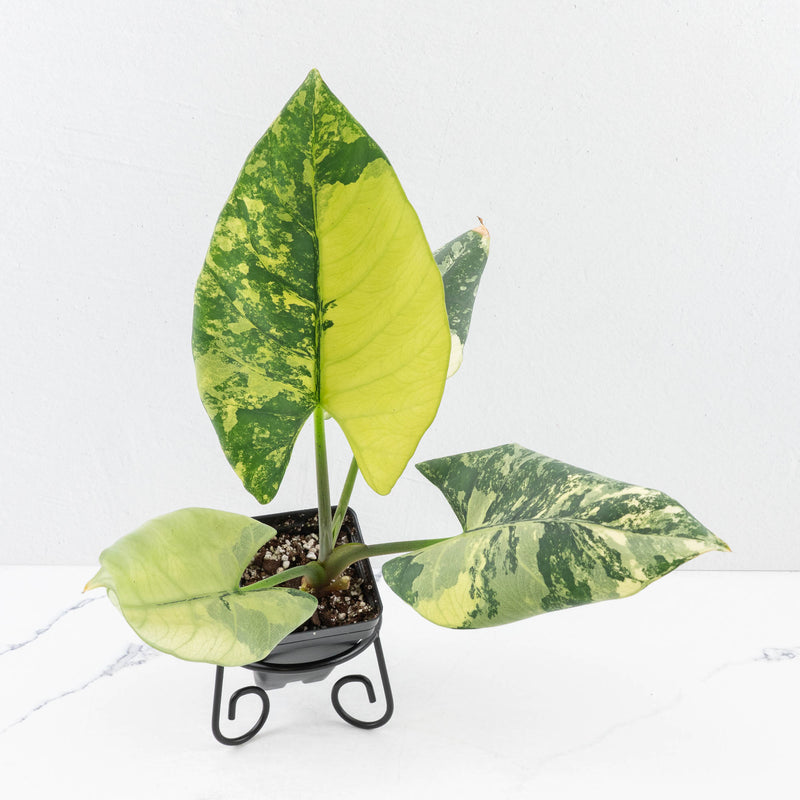 Alocasia Reginae Variegated (wk30-UM)