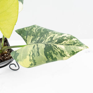 Alocasia Reginae Variegated (wk30-UM)