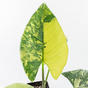 Alocasia Reginae Variegated (wk30-UM)
