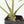 Alocasia Reginae Variegated (wk30-UM)