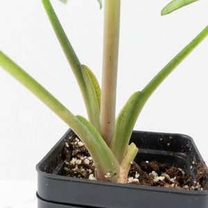 Alocasia Reginae Variegated (wk30-UM)