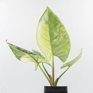 Alocasia Reginae Variegated (wk30-UM)