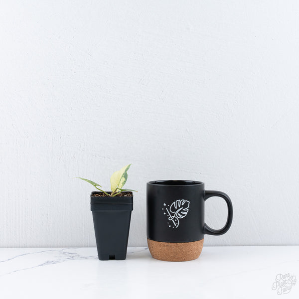 Alocasia Reginae Albo Variegated (wk10-UQ)