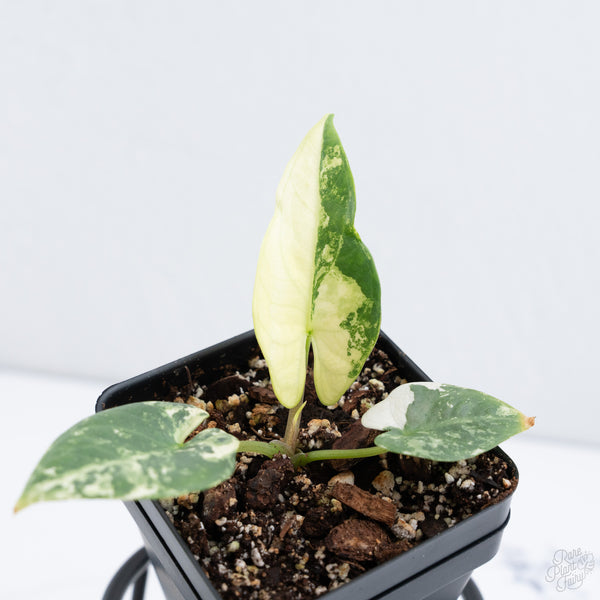 Alocasia Reginae Albo Variegated (wk10-UQ)