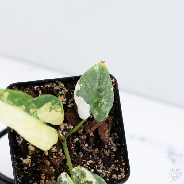 Alocasia Reginae Albo Variegated (wk10-UQ)