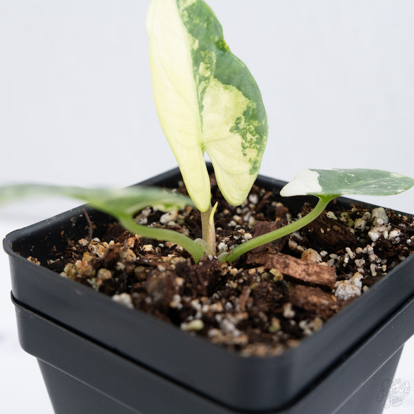 Alocasia Reginae Albo Variegated (wk10-UQ)
