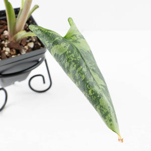 Alocasia Reginae Albo Variegated (wk35-U108)