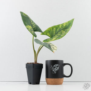 Alocasia Reginae Albo Variegated (wk39-U146)