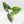Alocasia Reginae Albo Variegated (wk39-U146)