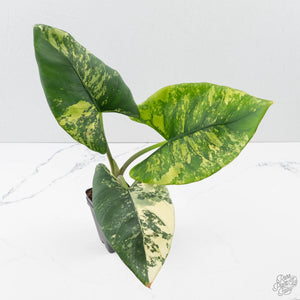 Alocasia Reginae Albo Variegated (wk39-U146)
