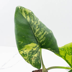 Alocasia Reginae Albo Variegated (wk39-U146)