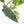 Alocasia Reginae Albo Variegated (wk39-U146)