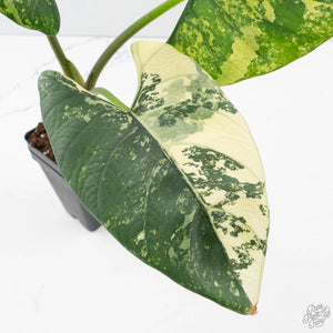 Alocasia Reginae Albo Variegated (wk39-U146)