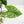 Alocasia Reginae Albo Variegated (wk39-U146)