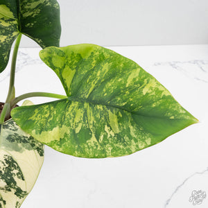 Alocasia Reginae Albo Variegated (wk39-U146)