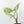 Alocasia Reginae Albo Variegated (wk39-U146)