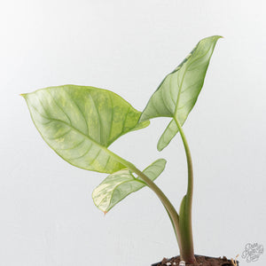 Alocasia Reginae Albo Variegated (wk39-U146)