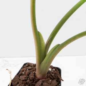 Alocasia Reginae Albo Variegated (wk39-U146)