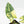 Alocasia Reginae Albo Variegated (wk17-UM)