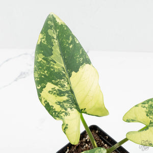 Alocasia Reginae Albo Variegated (wk17-UM)