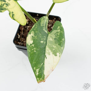 Alocasia Reginae Albo Variegated (wk17-UM)