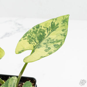 Alocasia Reginae Albo Variegated (wk17-UM)