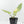 Alocasia Reginae Albo Variegated (wk17-UM)