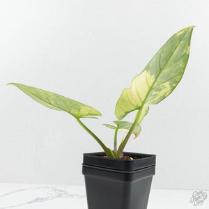 Alocasia Reginae Albo Variegated (wk17-UM)