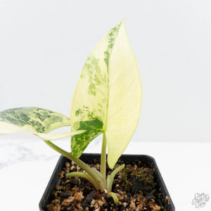 Alocasia Reginae Albo Variegated (wk19-UD)
