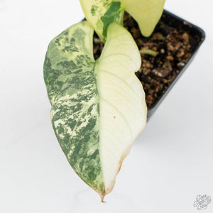Alocasia Reginae Albo Variegated (wk19-UD)