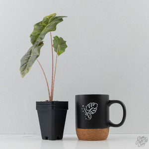 Alocasia Sanderiana Aurea Variegated (aka 'Pseudosanderiana') (wk42-L368)