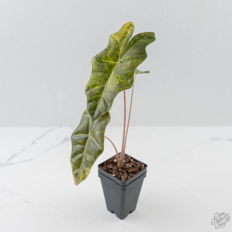 Alocasia Sanderiana Aurea Variegated (aka 'Pseudosanderiana') (wk42-L368)