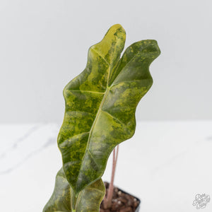 Alocasia Sanderiana Aurea Variegated (aka 'Pseudosanderiana') (wk42-L368)