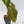 Alocasia Sanderiana Aurea Variegated (aka 'Pseudosanderiana') (wk42-L368)