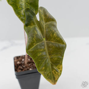 Alocasia Sanderiana Aurea Variegated (aka 'Pseudosanderiana') (wk42-L368)