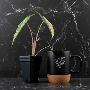 Alocasia Amazonica Aurea Variegated (wk43-L399)