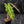 Alocasia Amazonica Aurea Variegated (wk43-L399)