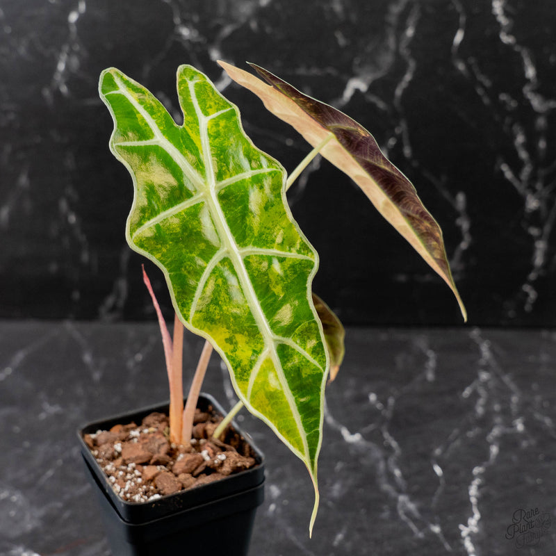 Alocasia Amazonica Aurea Variegated (wk43-L399)