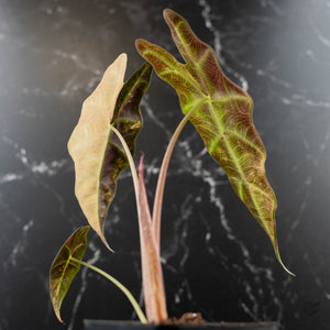 Alocasia Amazonica Aurea Variegated (wk43-L399)