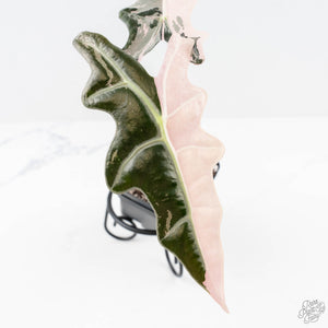 Alocasia Sanderiana Pink Variegated 'Nobilis' (wk25-I)